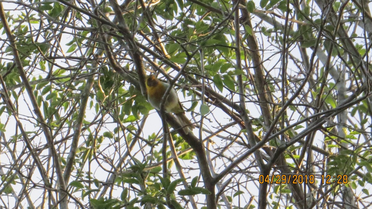 Guira Tanager - ML100276321