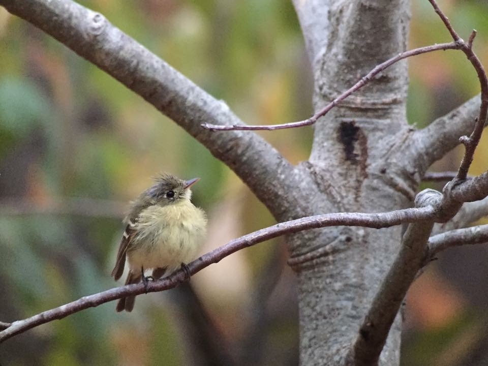 Western Flycatcher (Pacific-slope) - ML100276511