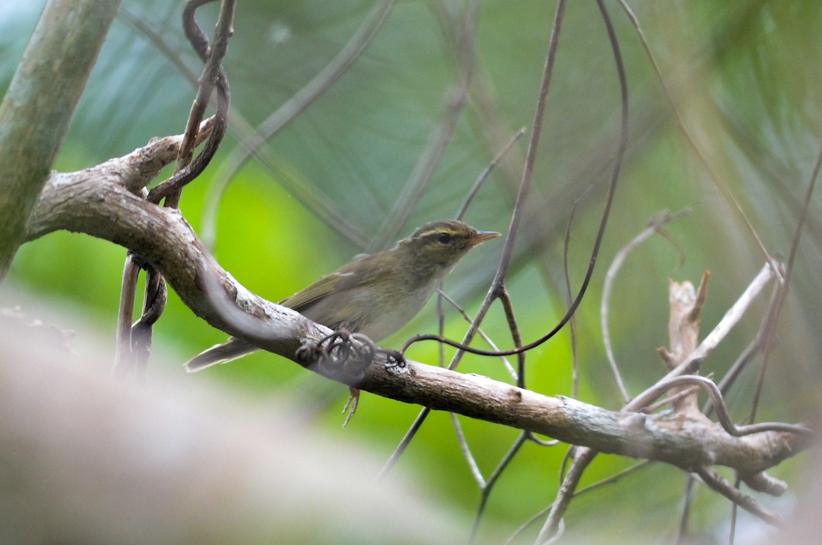 Japanese Leaf/Arctic/Kamchatka Leaf Warbler - ML100278081