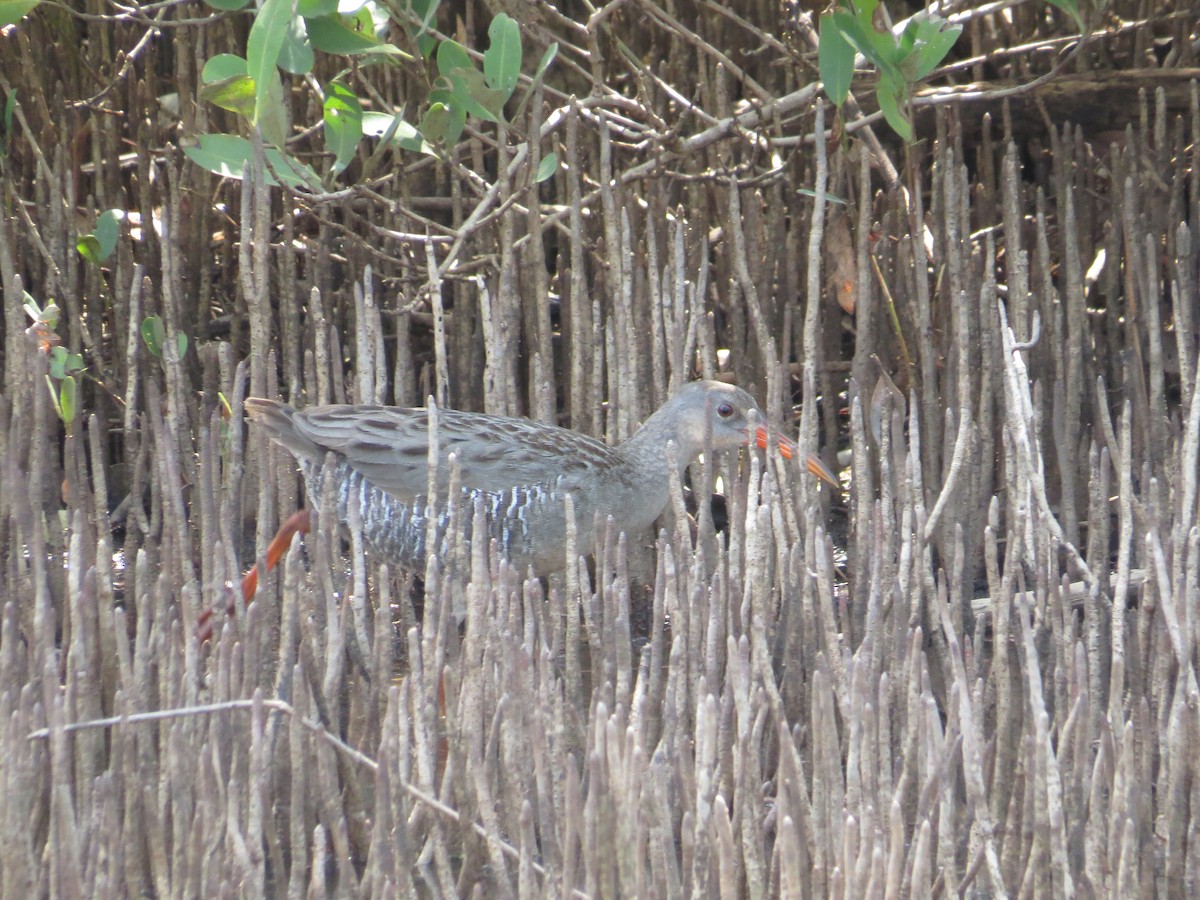 Mangrove Rail - ML100281191