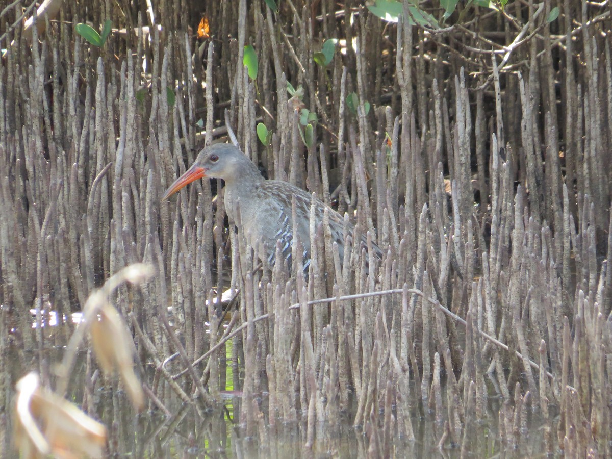 Mangrove Rail - ML100281201