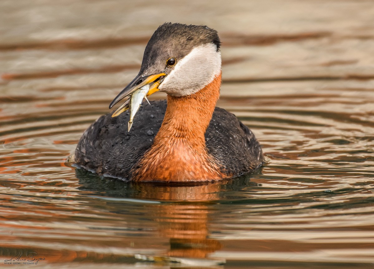 Red-necked Grebe - ML100283261