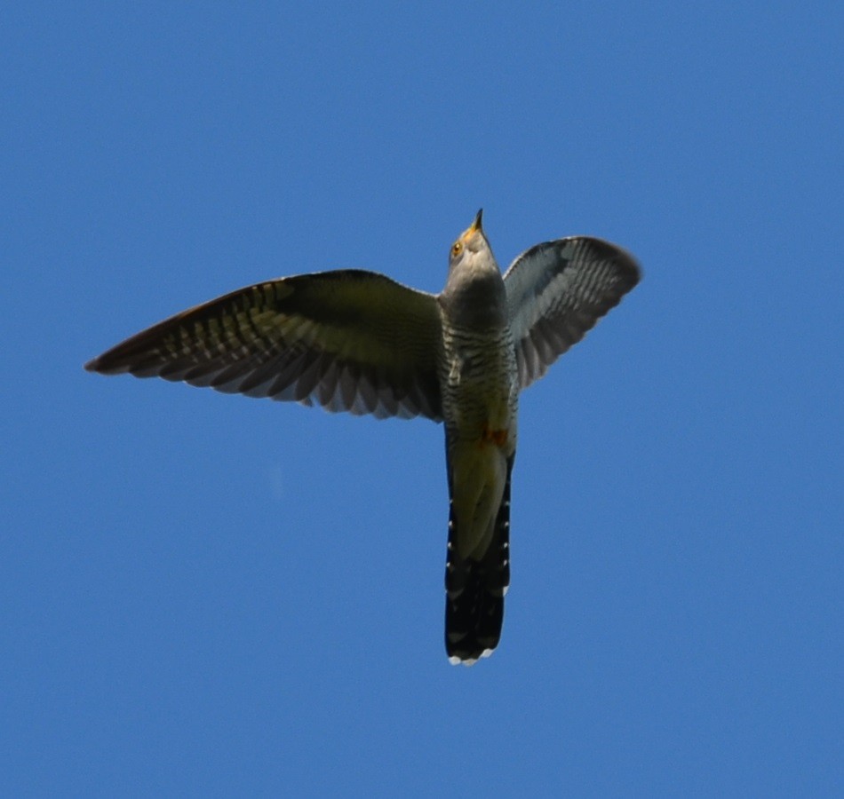 Common Cuckoo - ML100283411