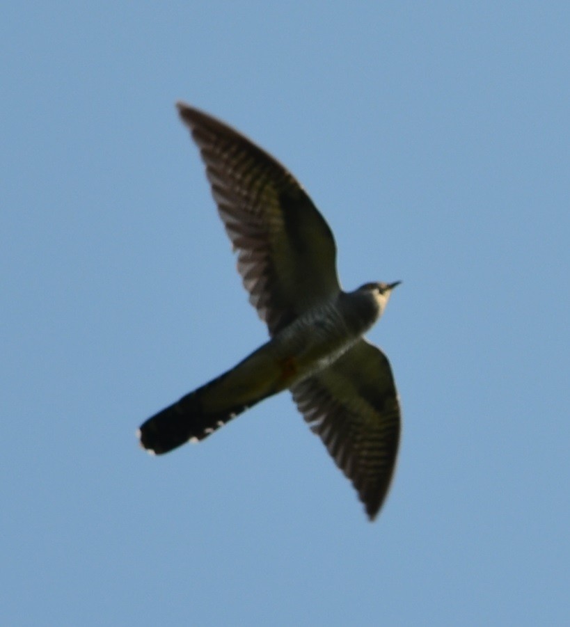 Common Cuckoo - Nina Rach