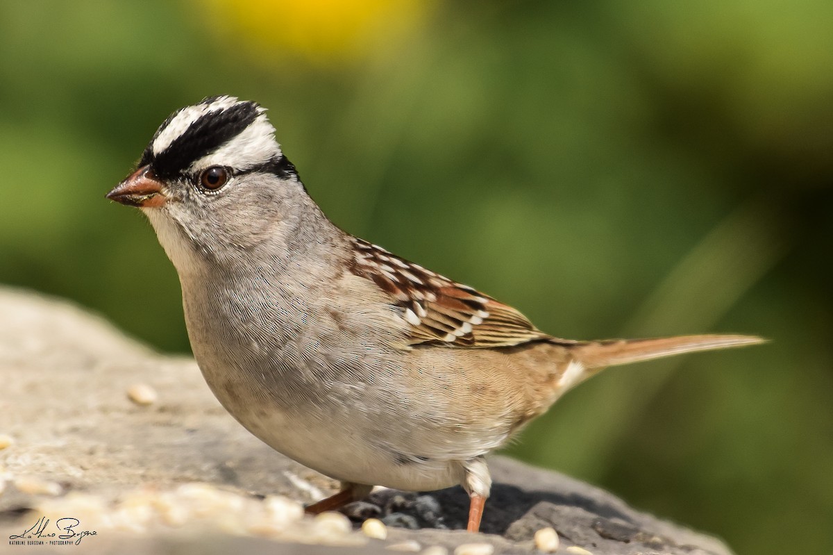 White-crowned Sparrow - Kathrine Burgsma