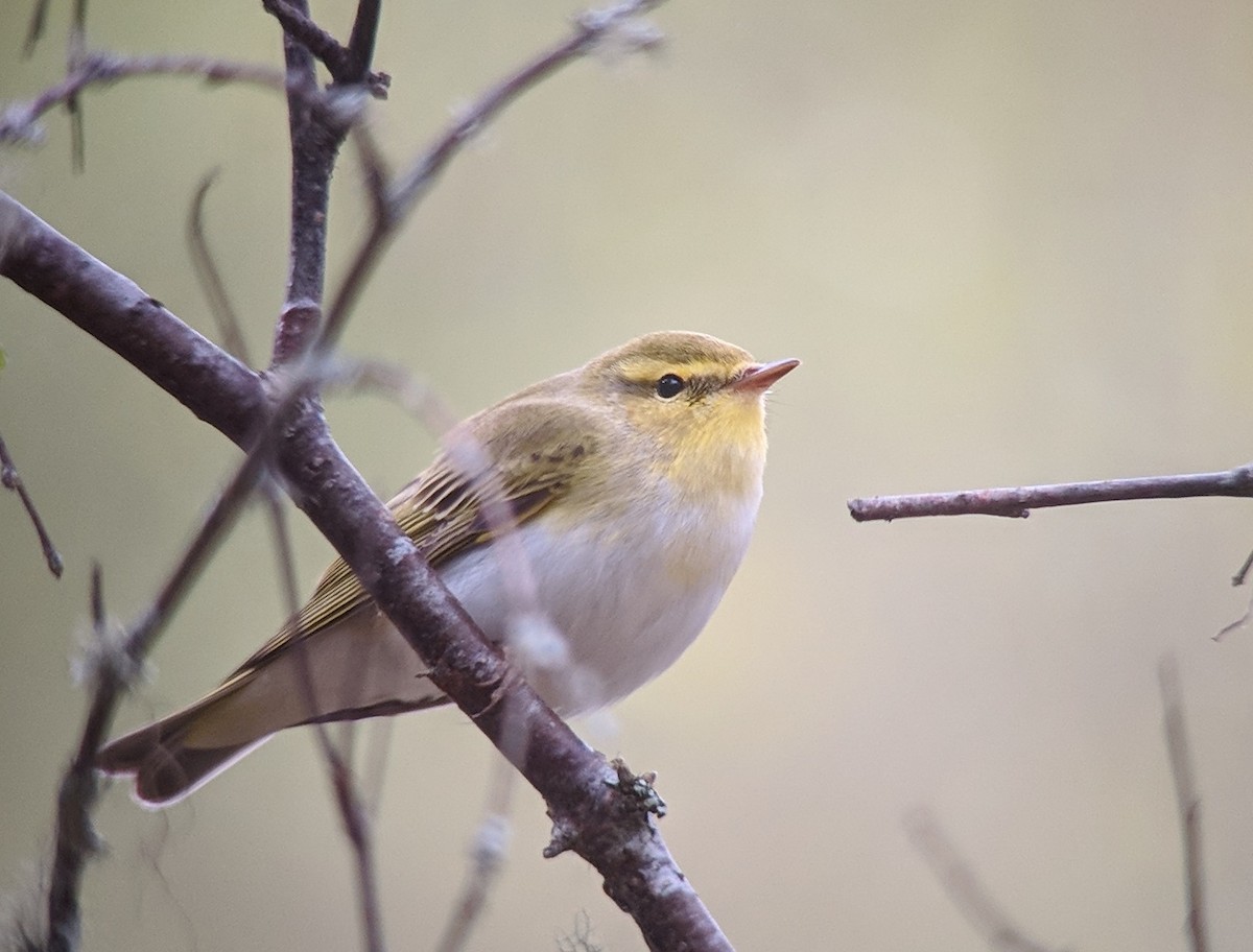 Wood Warbler - ML100283851