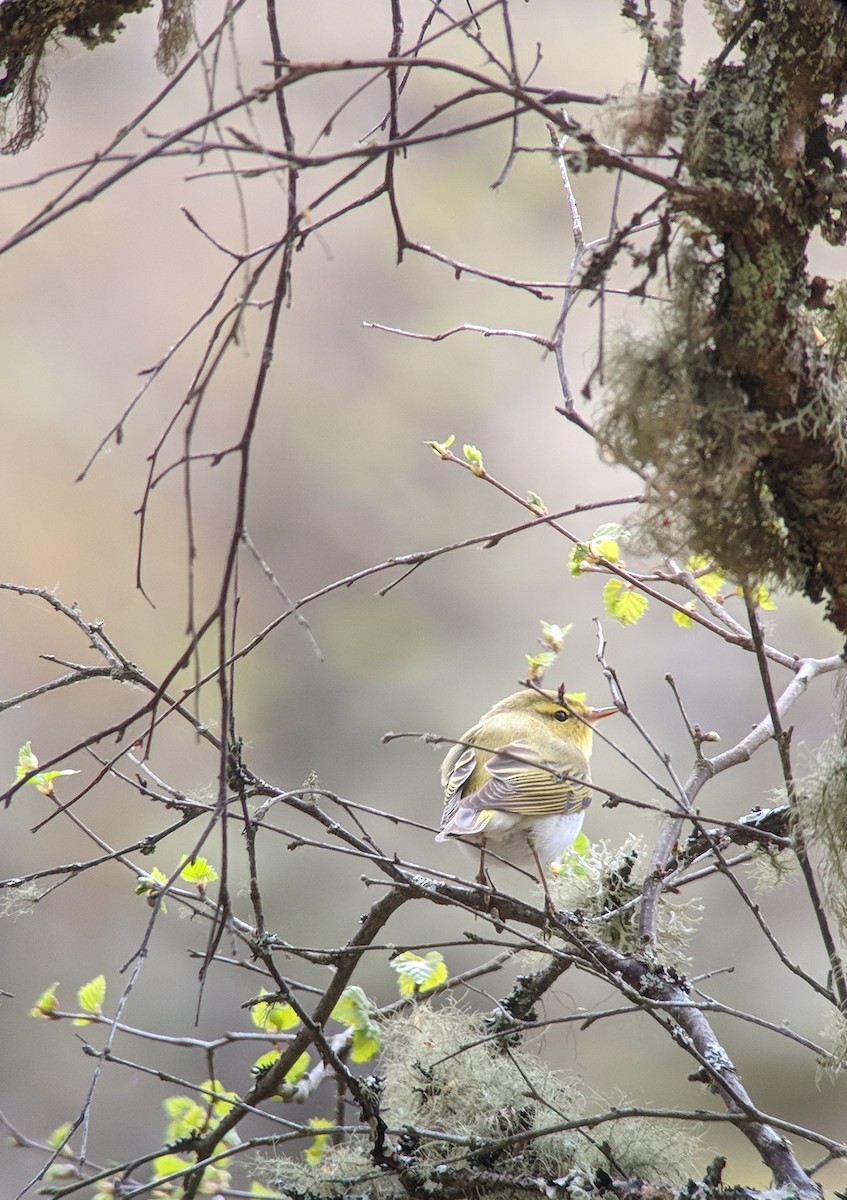 Wood Warbler - ML100283871