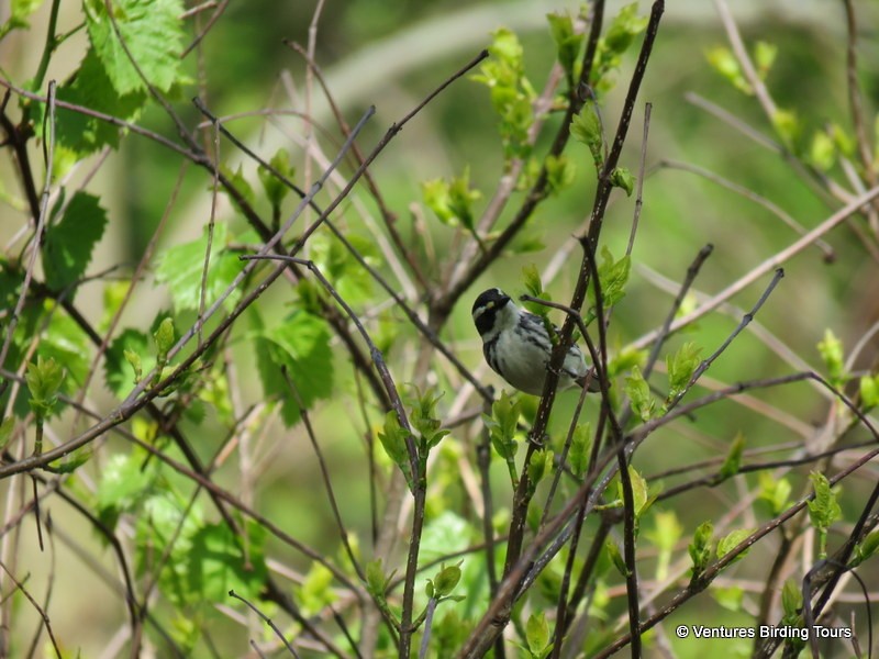 Black-throated Gray Warbler - ML100284961