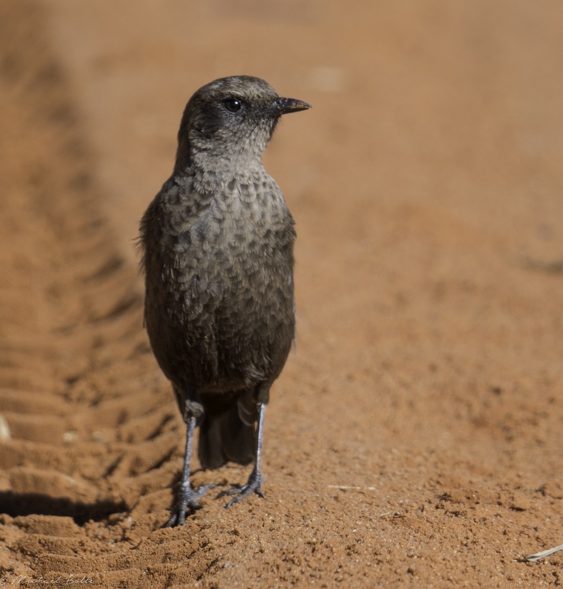 Southern Anteater-Chat - ML100287141