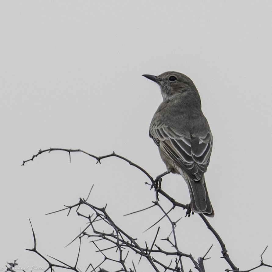 Chat Flycatcher - Michael Bolte