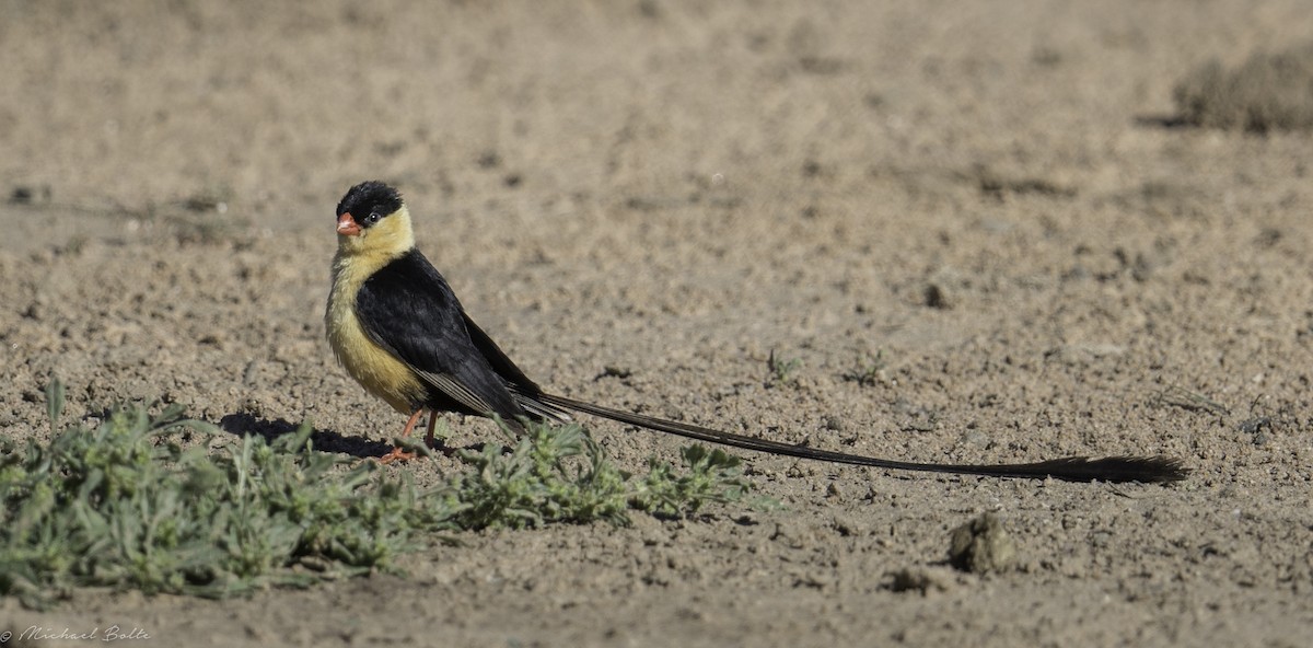 Shaft-tailed Whydah - Michael Bolte