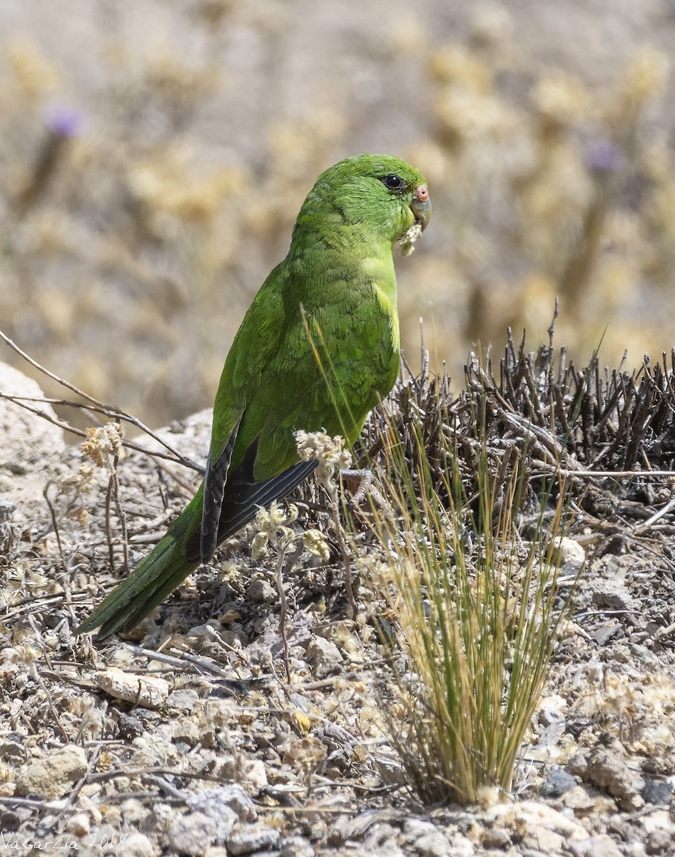 Mountain Parakeet - VERONICA ARAYA GARCIA