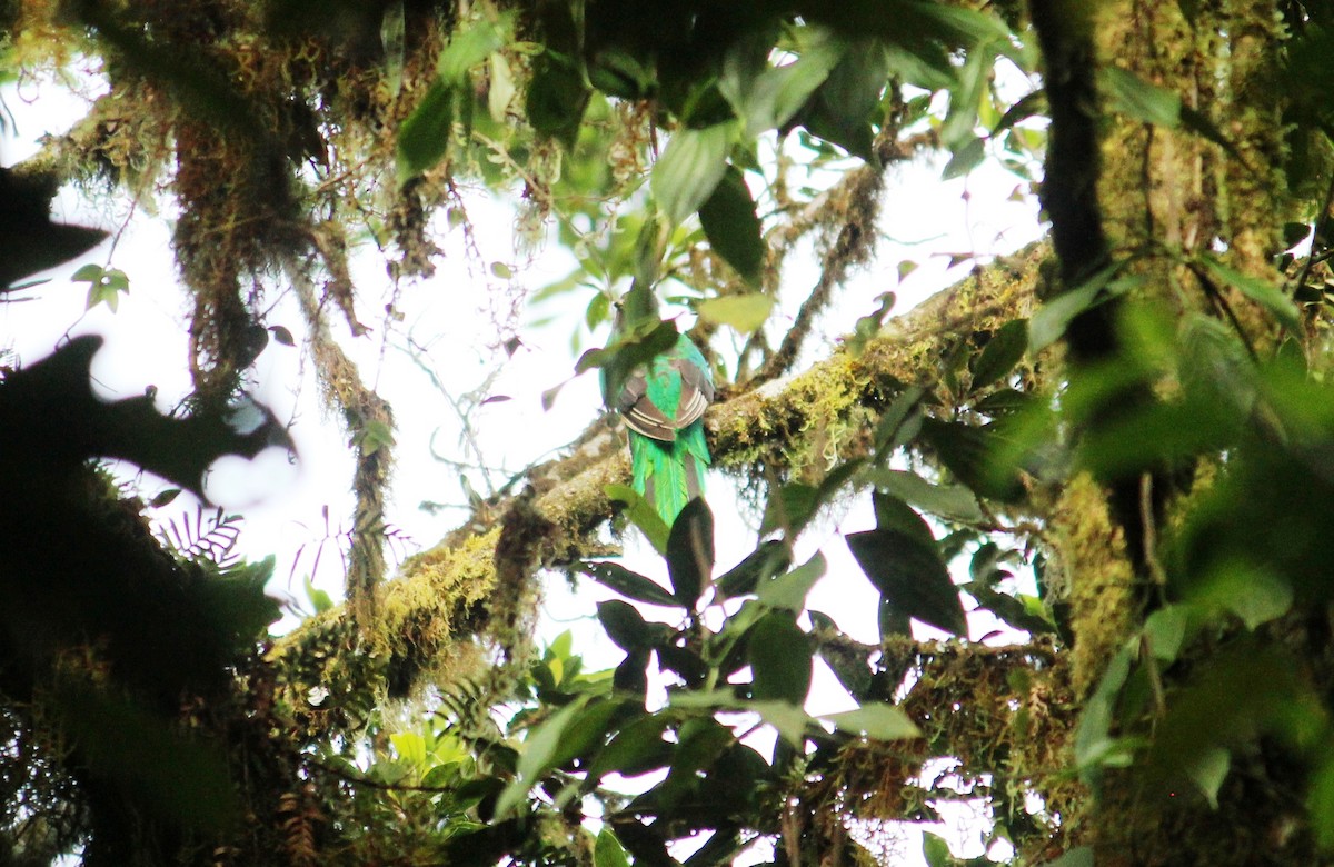 Quetzal Guatemalteco - ML100291841