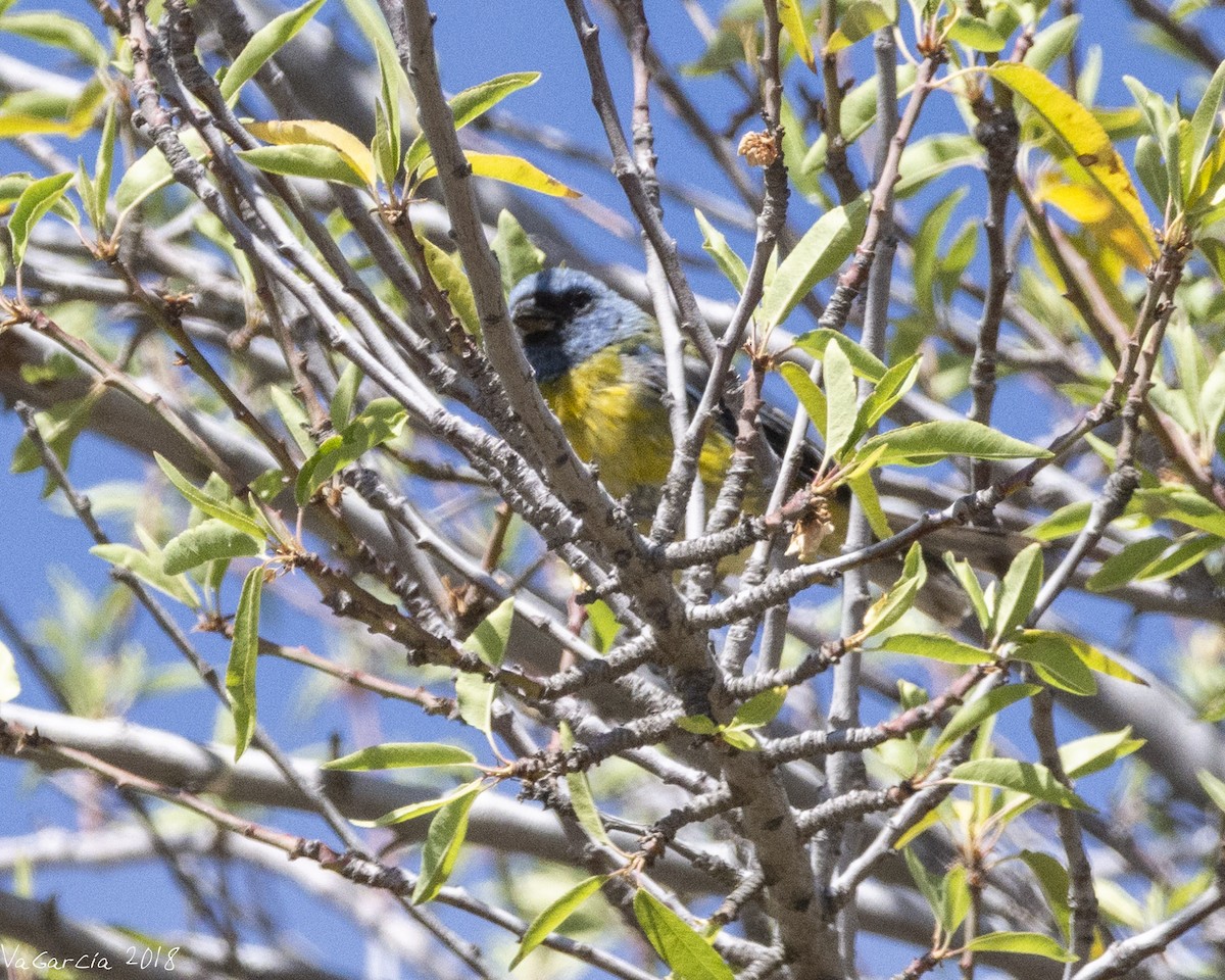 Blue-and-yellow Tanager - ML100291861