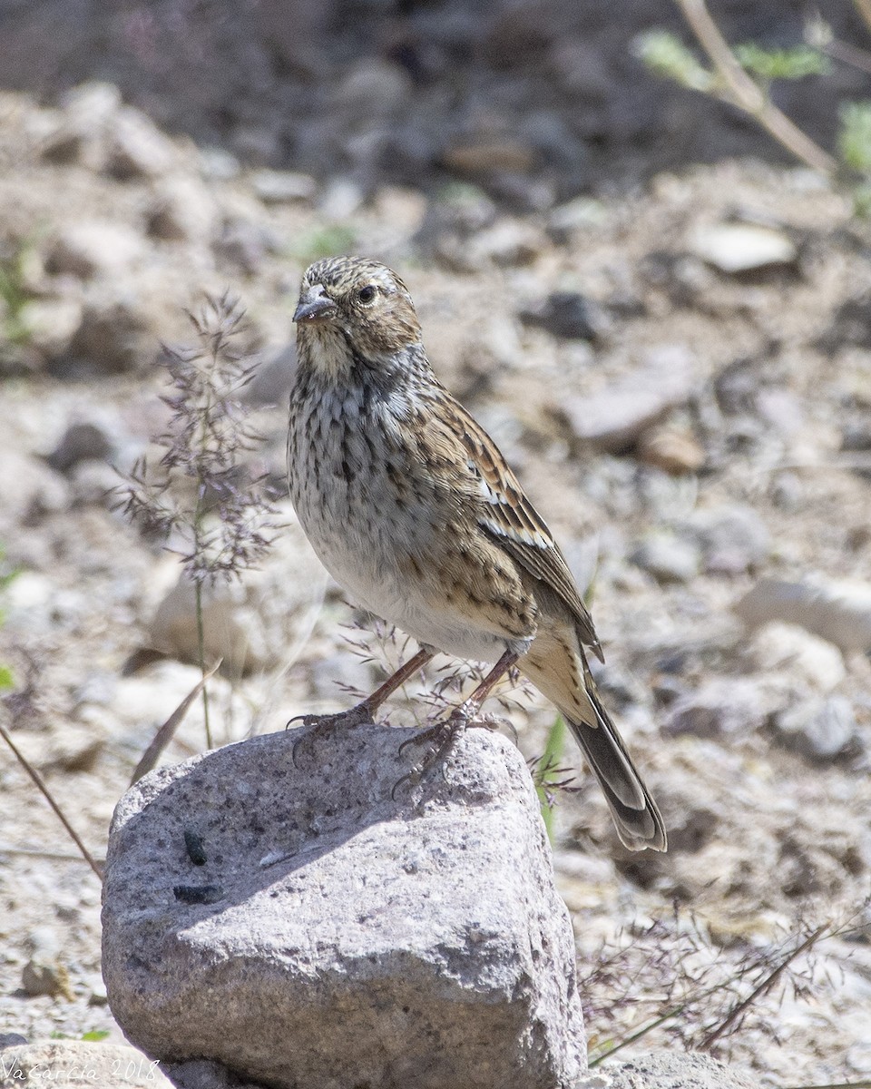 Mourning Sierra Finch - VERONICA ARAYA GARCIA