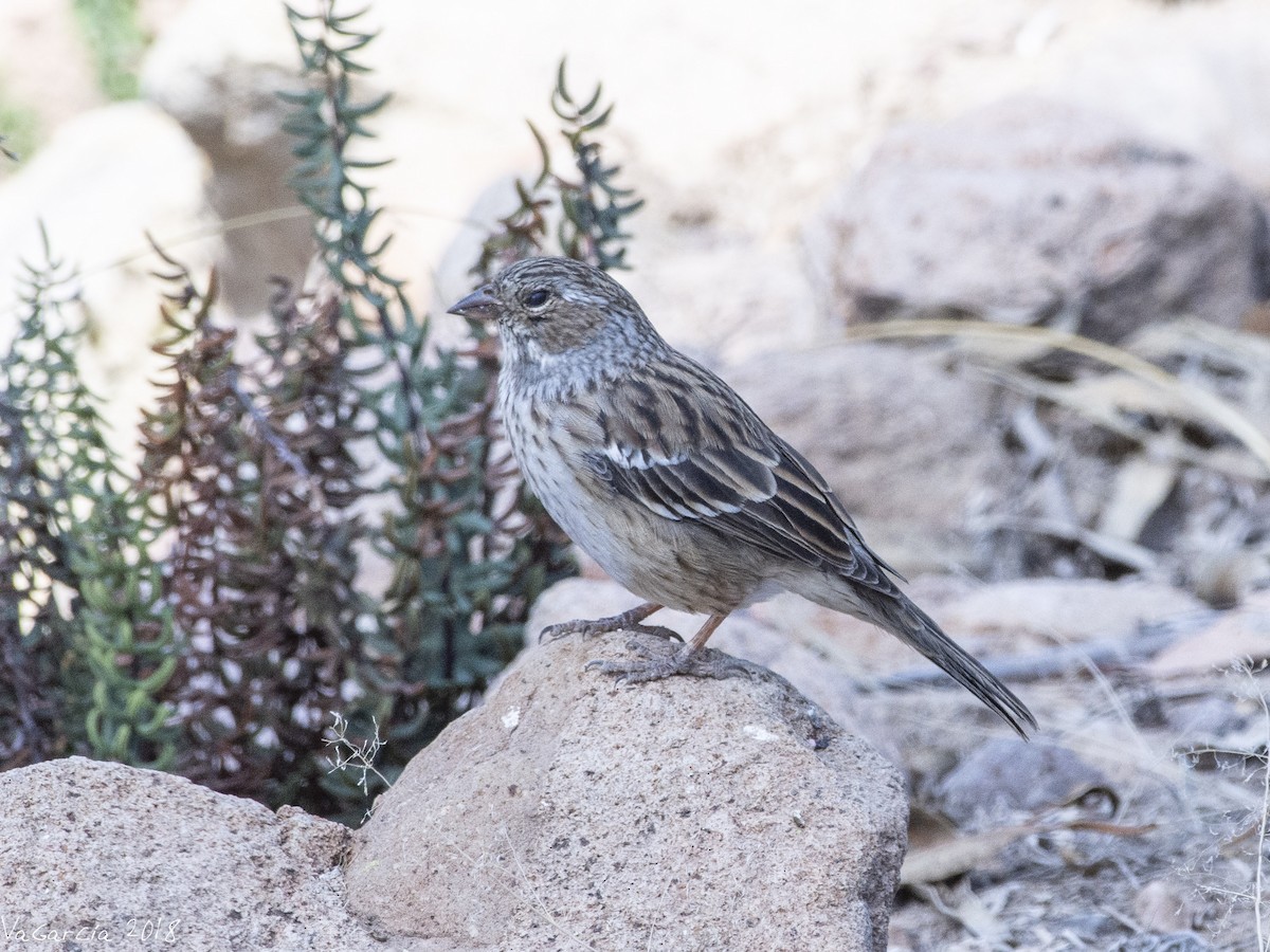 Mourning Sierra Finch - VERONICA ARAYA GARCIA