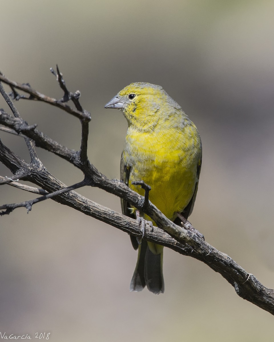 Greenish Yellow-Finch - ML100291961