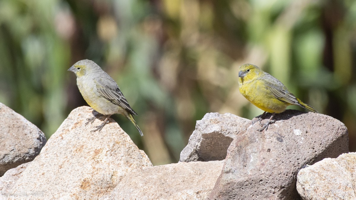 Greenish Yellow-Finch - ML100292011