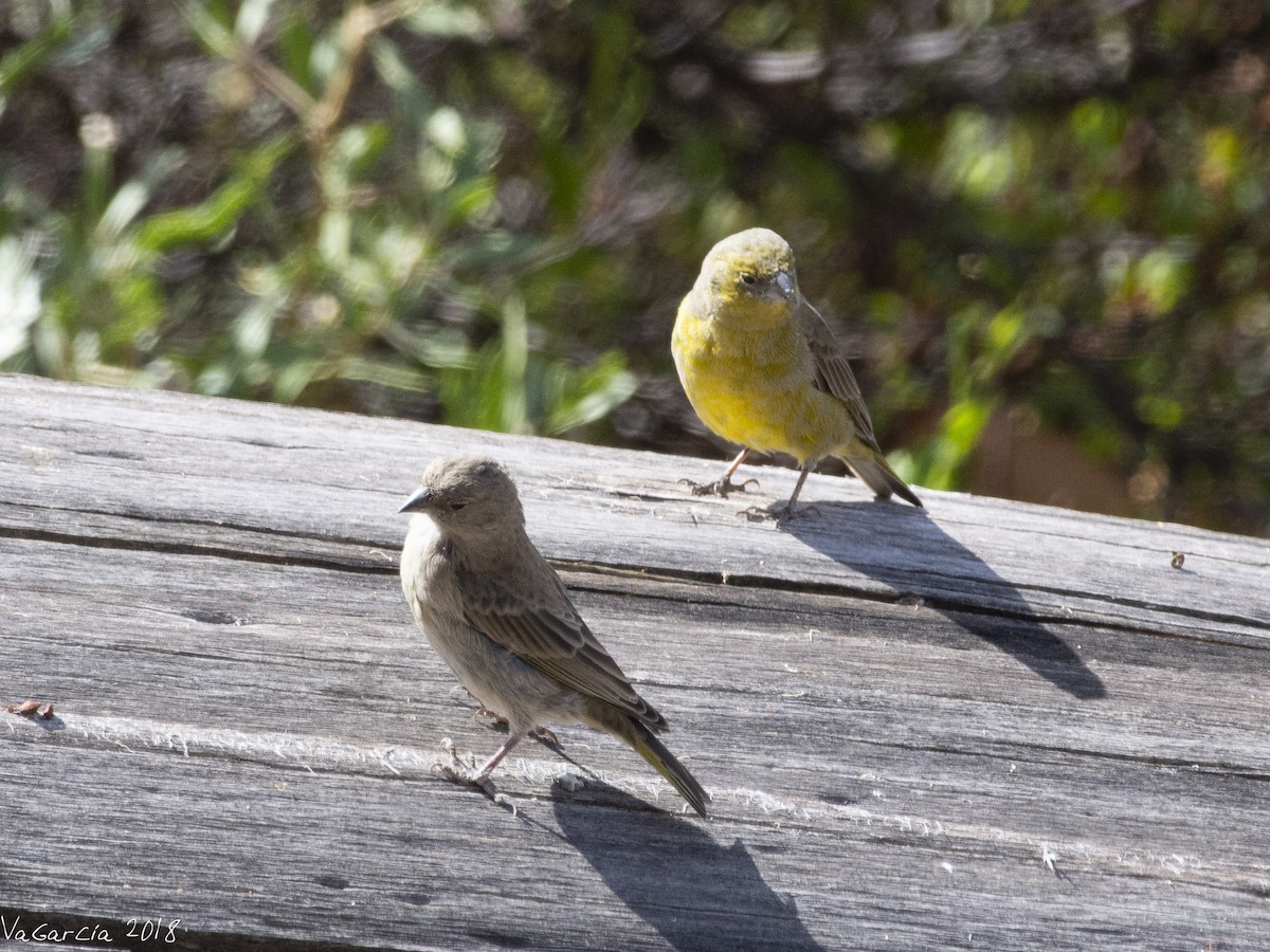 Greenish Yellow-Finch - ML100292021