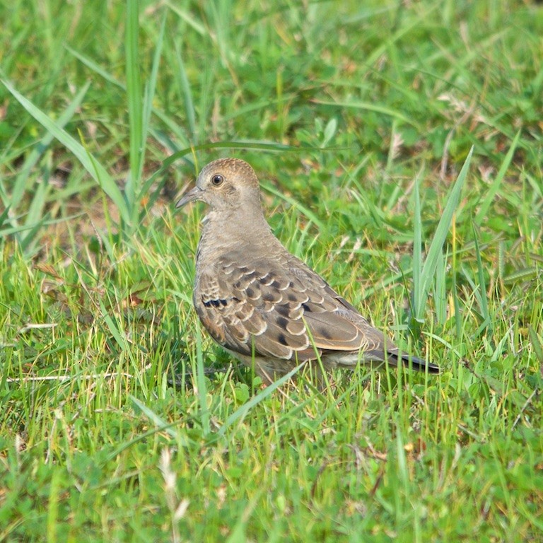 Common Ground Dove - ML100293621