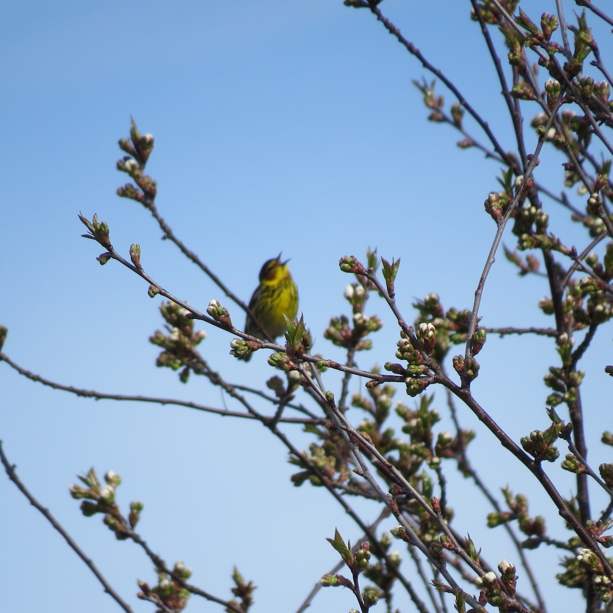 Cape May Warbler - ML100293731