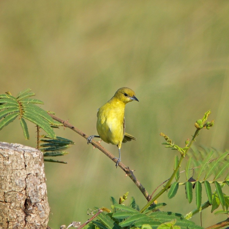 Gartentrupial (Ockerbauchtrupial) - ML100293811