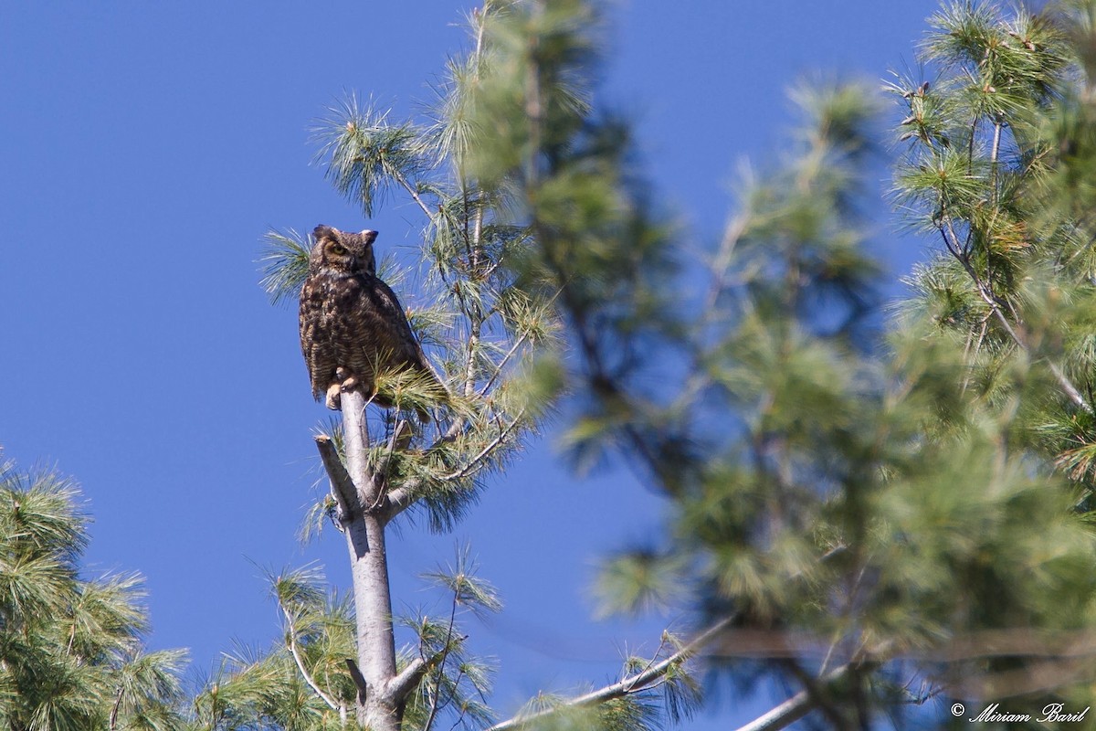 Great Horned Owl - Emillie Moon 🌲🐦