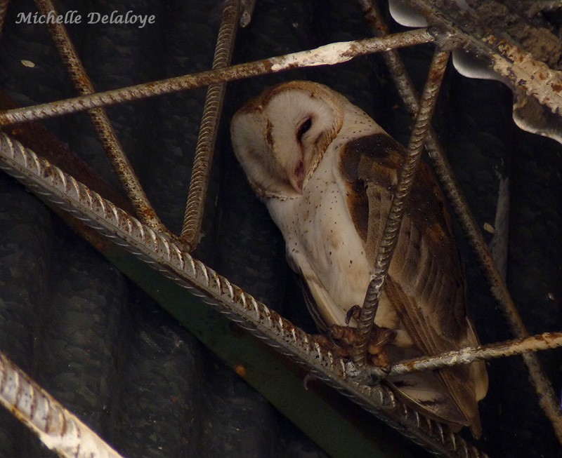 Barn Owl - ML100295331