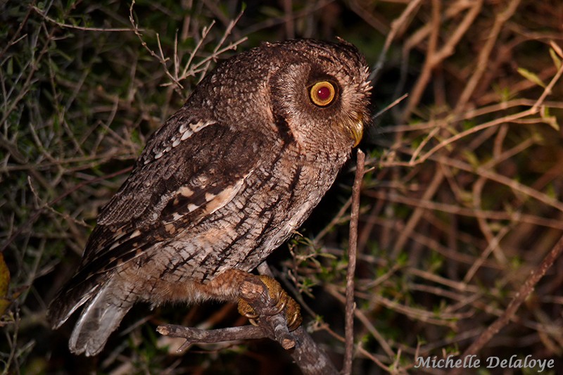 Tropical Screech-Owl - Michelle  Delaloye