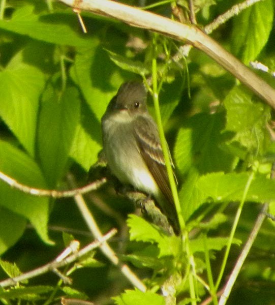 Eastern Wood-Pewee - David Zmoda