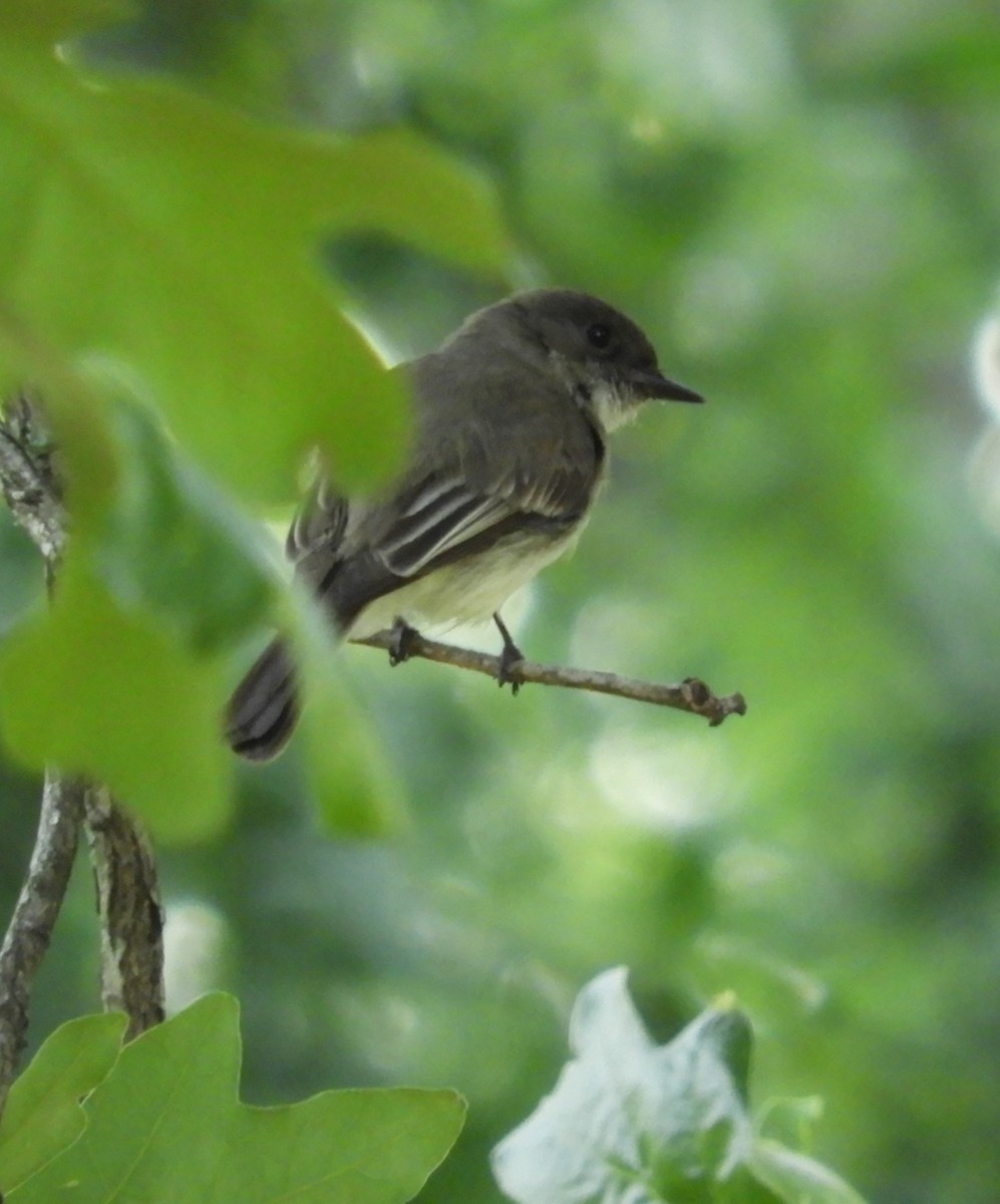 Eastern Phoebe - Larenda Donovan