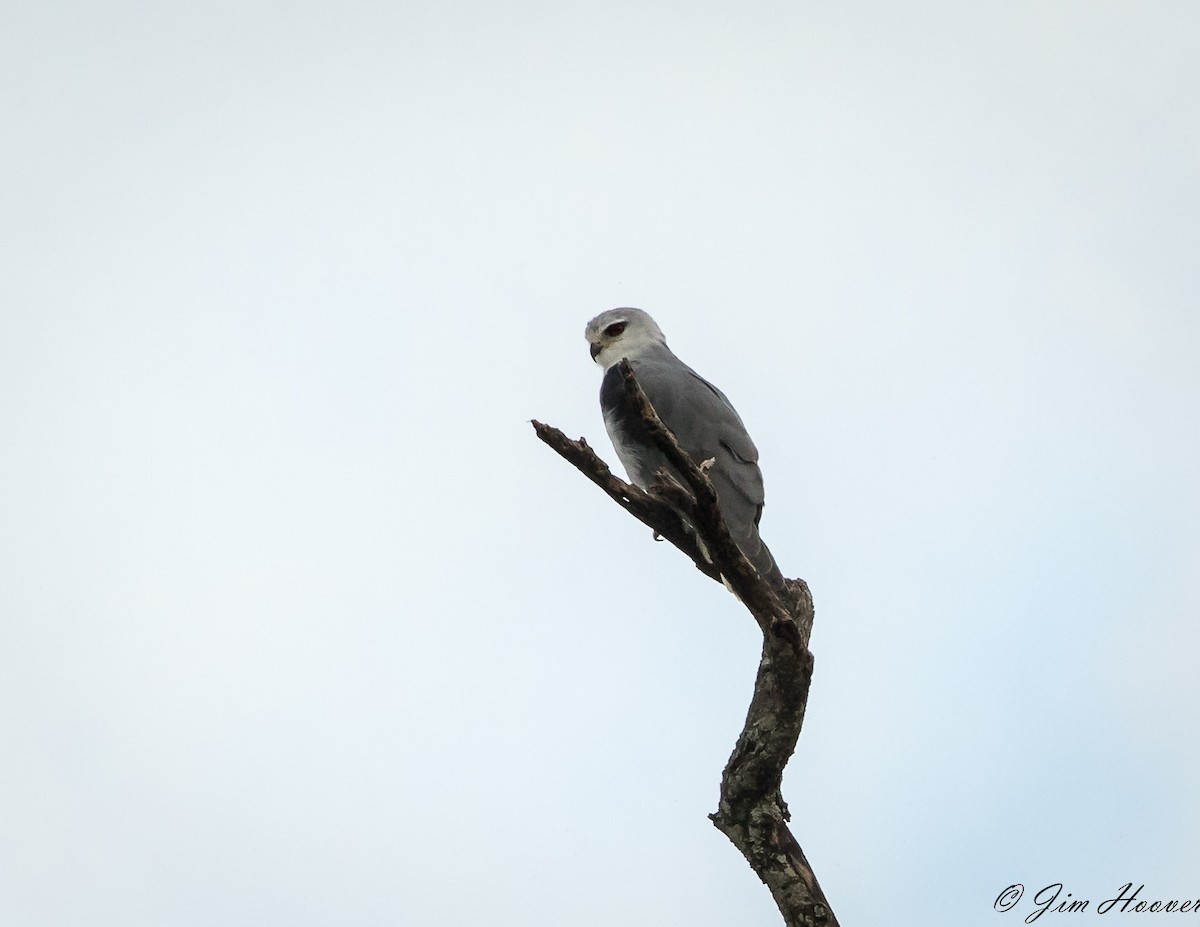 Black-winged Kite - ML100299791