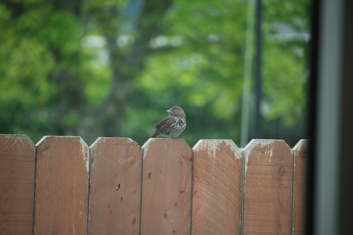 Fox Sparrow (Sooty) - ML100303061