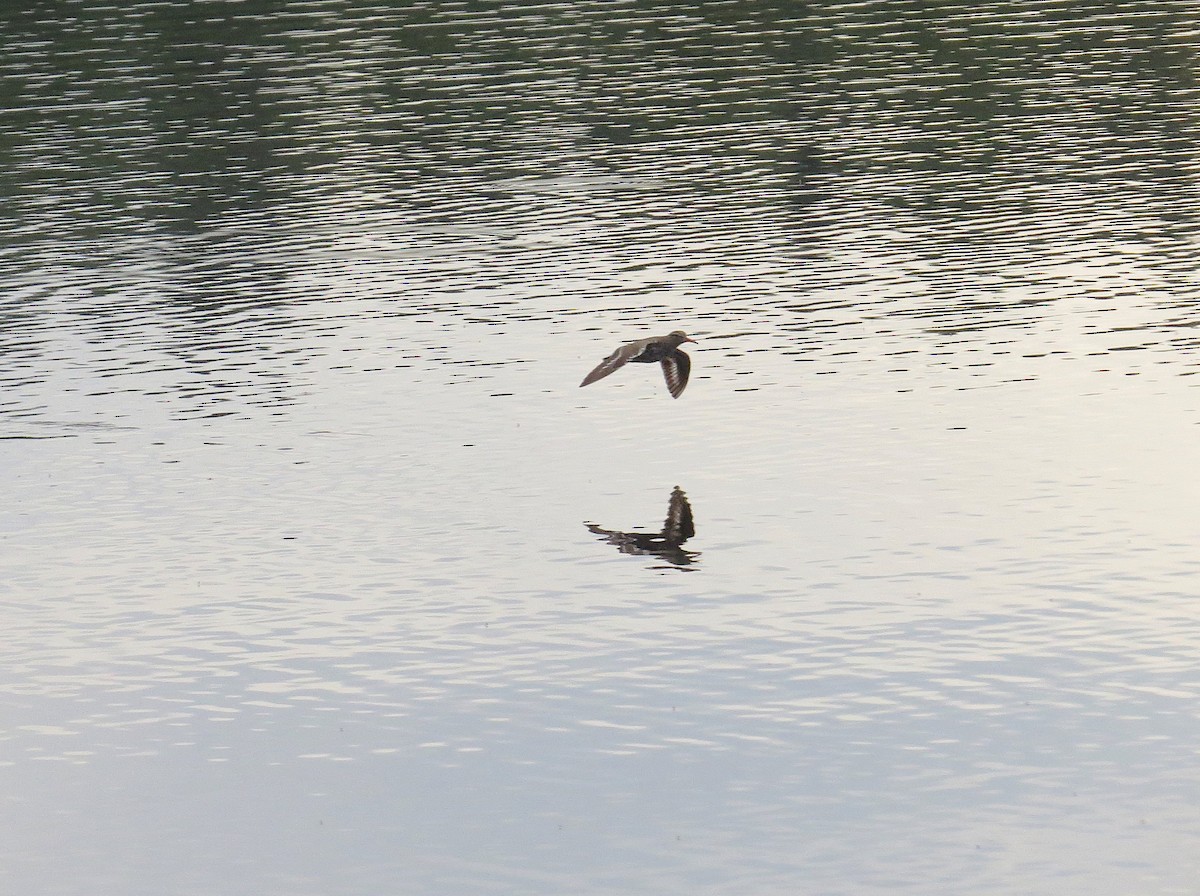 Spotted Sandpiper - ML100303111