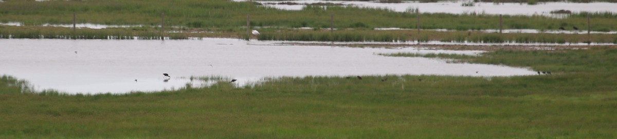 White-faced Ibis - ML100304641