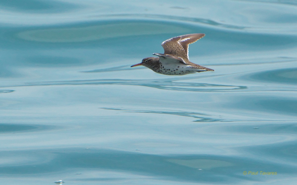 Spotted Sandpiper - ML100305071