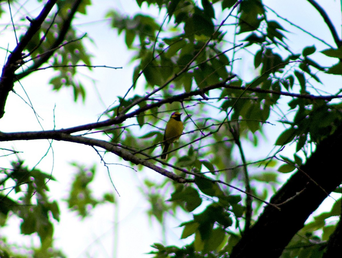 Hooded Warbler - ML100305251