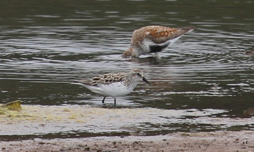 Semipalmated Sandpiper - ML100305621