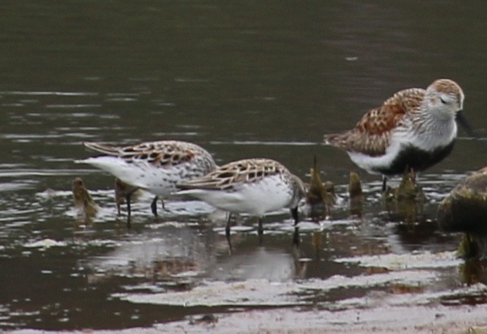 Semipalmated Sandpiper - ML100305651