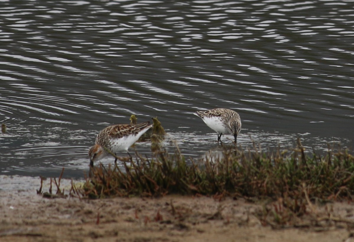 Semipalmated Sandpiper - ML100305671