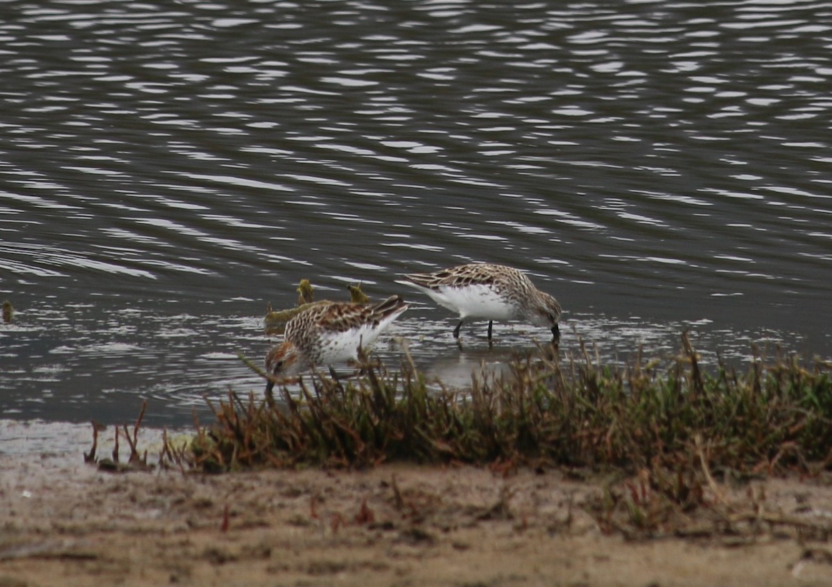 Semipalmated Sandpiper - ML100305701