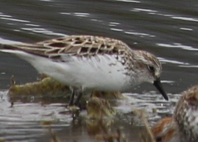 Semipalmated Sandpiper - ML100305741