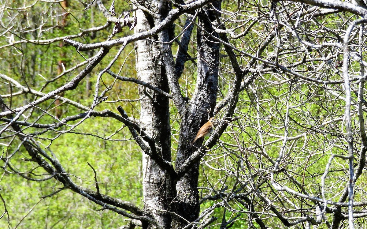 Hermit Thrush - bill canino