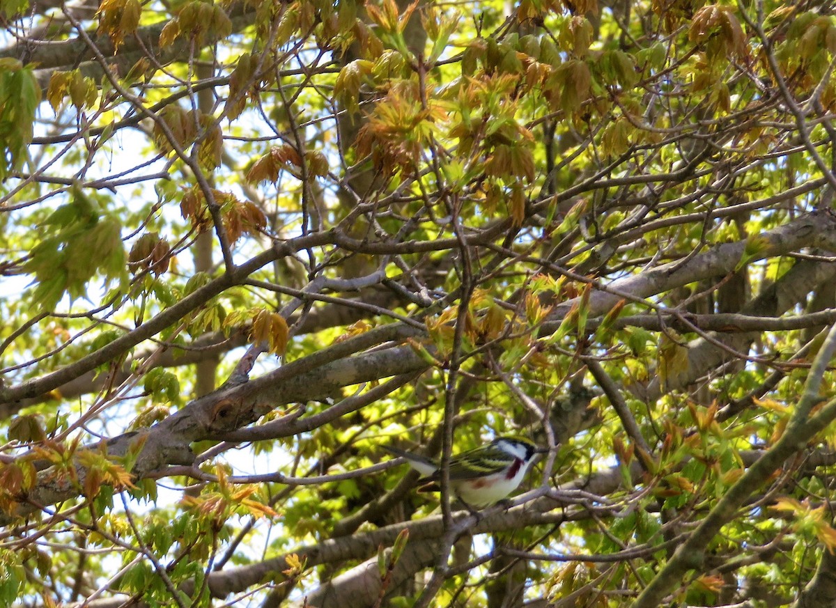 Chestnut-sided Warbler - ML100306571