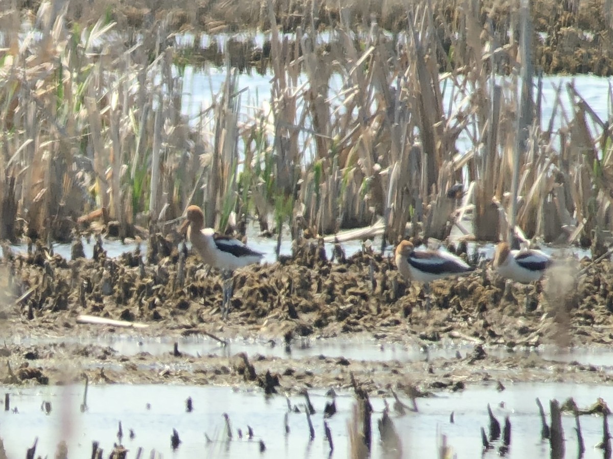 American Avocet - ML100307571