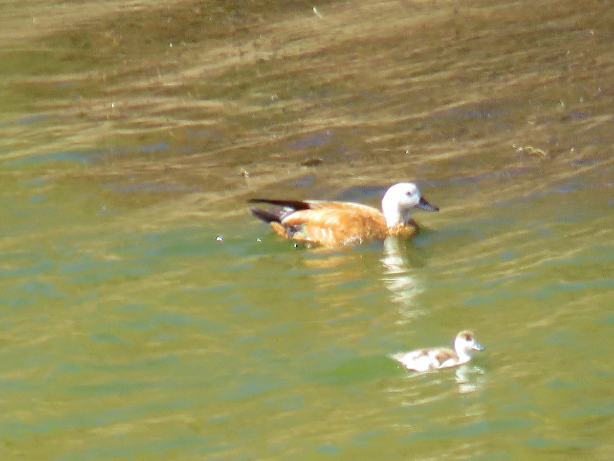 Ruddy Shelduck - Thomas Gibson