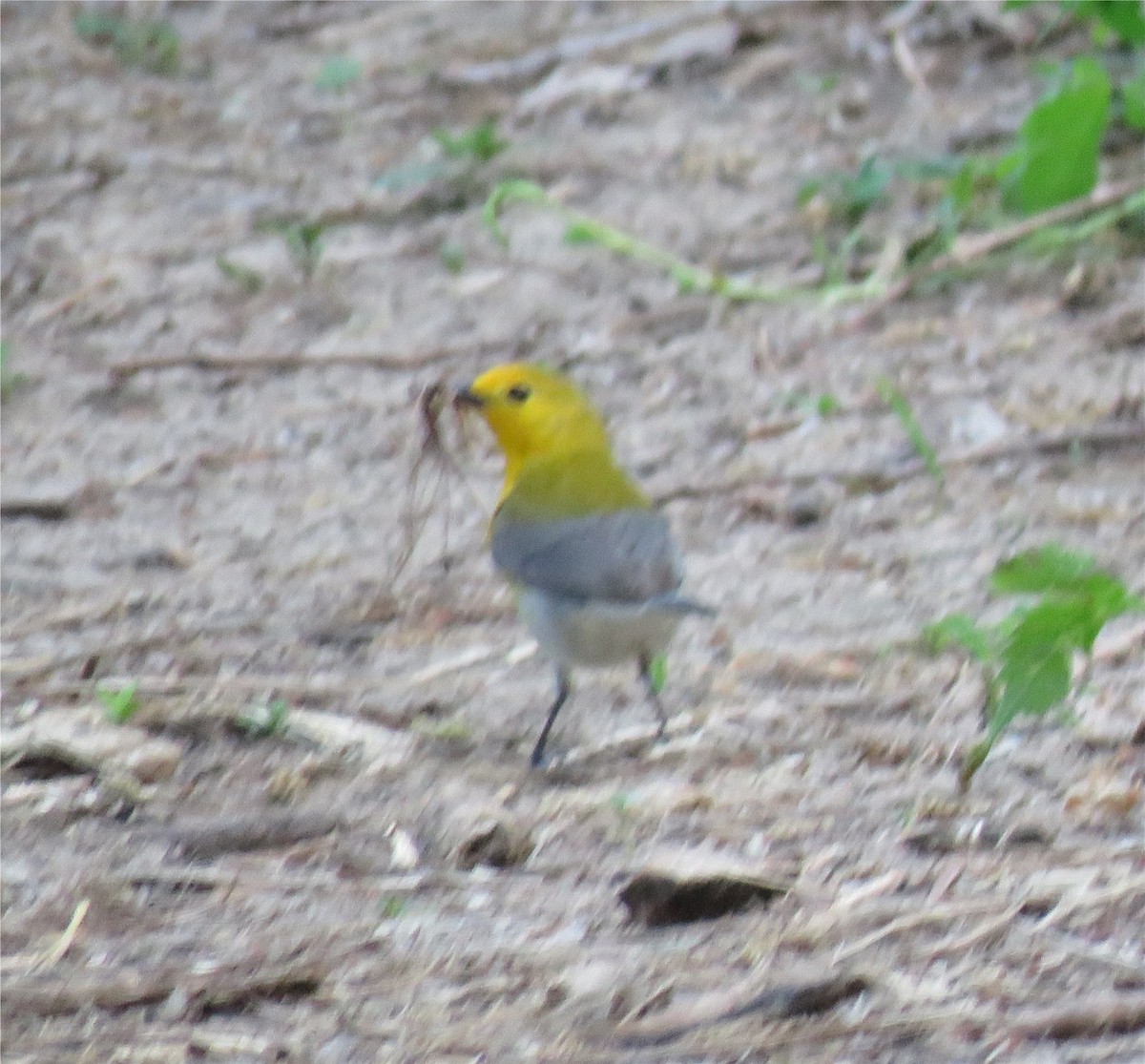 Prothonotary Warbler - ML100309371