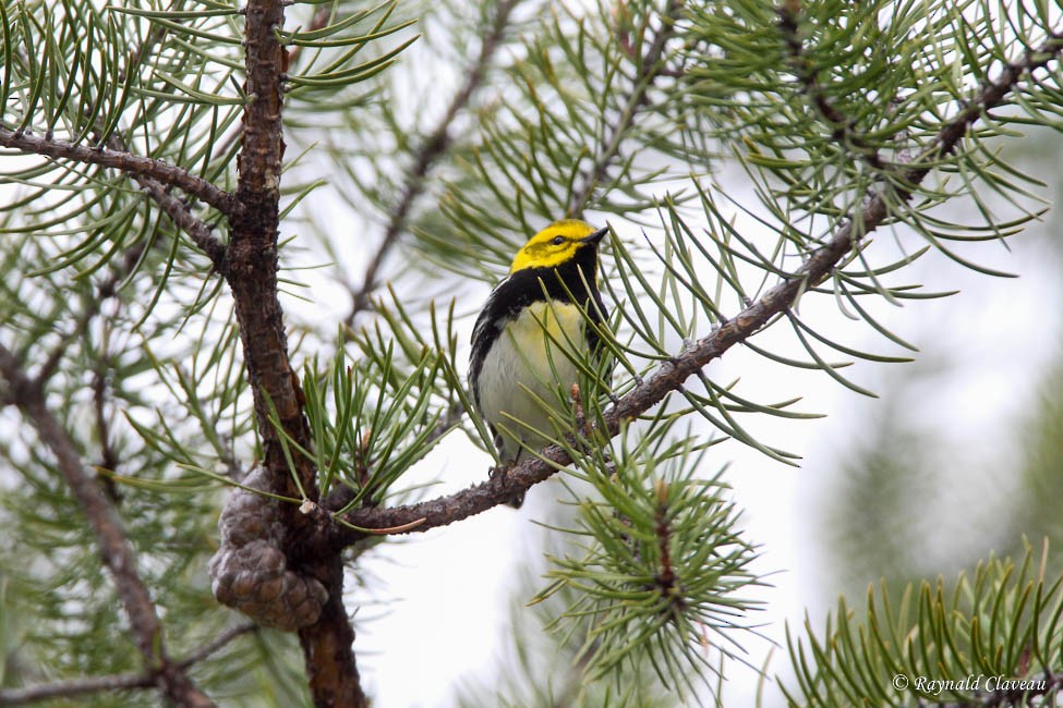 Black-throated Green Warbler - Raynald Claveau