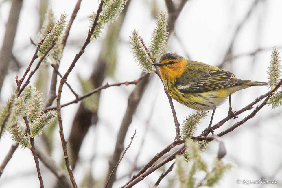 Cape May Warbler - ML100310121