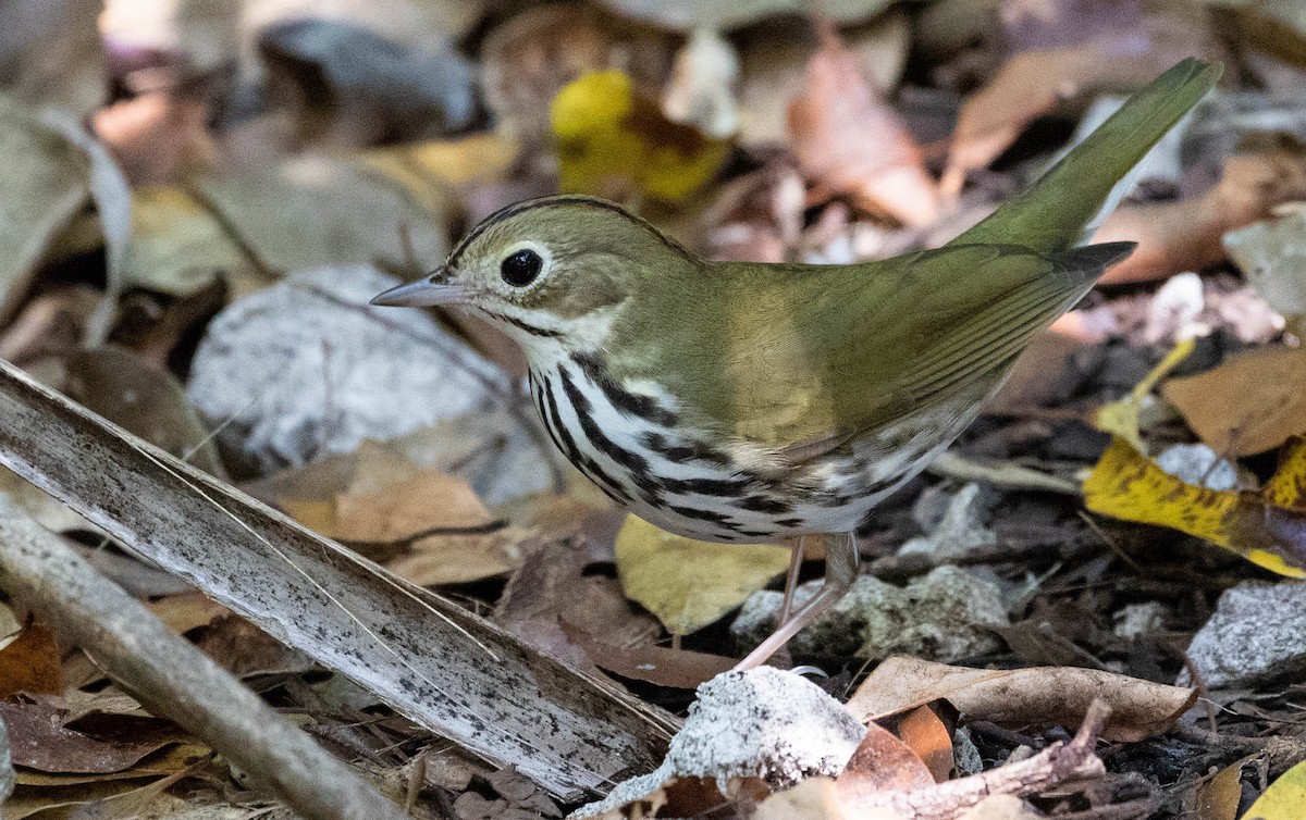 カマドムシクイ - ML100310791